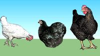 gallinas y gallos chicken