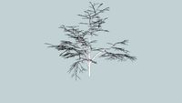 tree without leaf