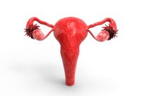 Female Reproductive System3d model