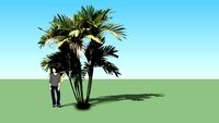 Areca Vestiaria Giseke
