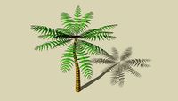Palme Palm