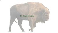 Wisent anatomy 3D animation