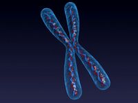Chromosome3d model