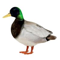 Duck 20 am83