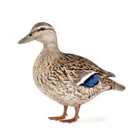 Duck 19 am83