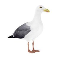 Seagull 14 am83