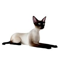 Cat 55 am83