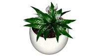Pot Lea