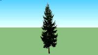 Picea abies