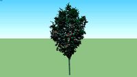 Sorbus aucuparia 'Fastigiata'