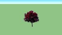Prunus