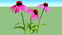 Pflanze Echinacea