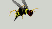 Wasp