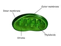Chloroplast3d model