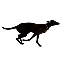 Dog 35 am83