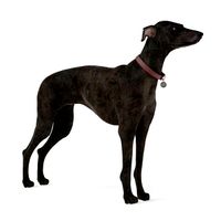 Dog 33 am83