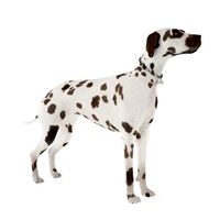 Dog 26 am83