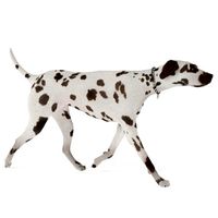 Dog 27 am83