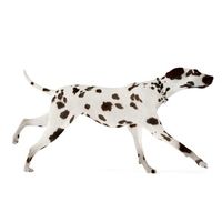 Dog 28 am83
