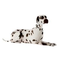 Dog 29 am83
