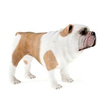 Dog 30 am83