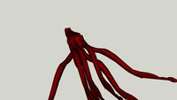 giant squid