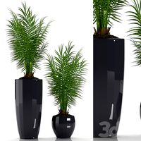 PARLOR PALM 2