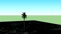 Palmera