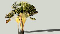 Traveller's Palm, Revanela Madagascariensis