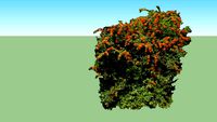 Pyracantha coccinea