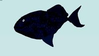 Black Triggerfish for the ocean contest