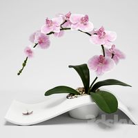 Orchid (phalaenopsis)