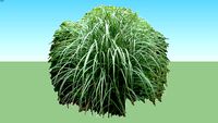 Miscanthus 2d
