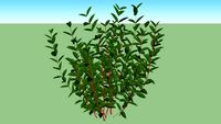 Cornus Serica