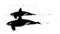 Delphin 123