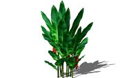 Heliconia (Pisang2an)