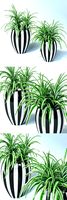 Chlorophitum in striped pots