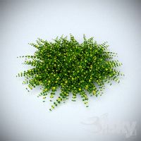 Loosestrife bush