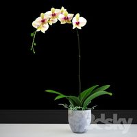 Orchid yellow classic