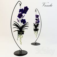 Vanda Orchid