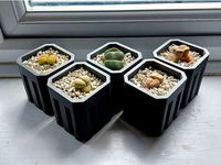 Lithops pot by Jamesy1
