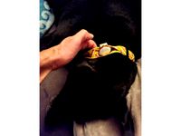 Dog collar Airtag holder by Ragnorac