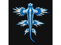 Blue Dragon (Glaucus Atlanticus) by SpaceLord87
