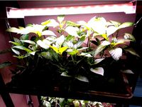 LED Grow Light Diffuser by hmikelson