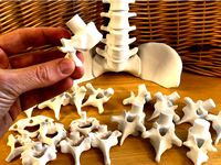 Vertebral Stacking Blocks by DaveMakesStuff