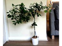Self-watering kit & Tripod for IKEA Muskot 12 cm Plant Pot by designedbysheltie
