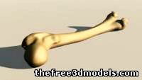 Femur (human bone)