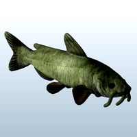 Catfish v1 obj