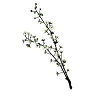 Cherry tree branch v2