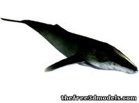 Humpback Fish